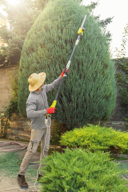 Tree Removal for Businesses in Rossmoor, CA